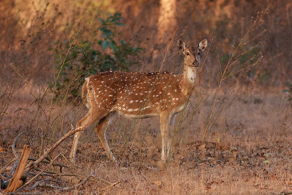 Axis Deer [Chital or Spotted Deer]