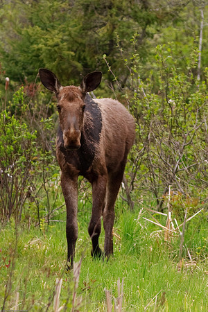 Moose
