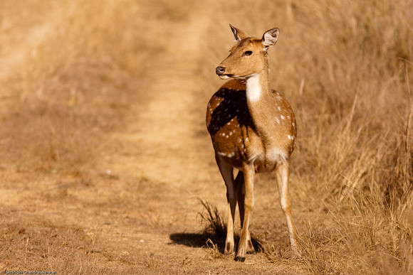 Axis Deer [Chital or Spotted Deer]