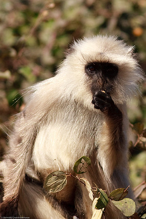 Gray Langur