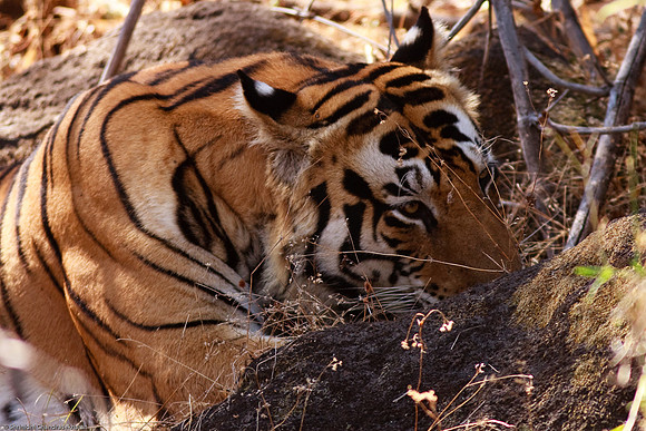 Royal Bengal Tiger
