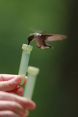 Ruby-throated hummingbird (Female)