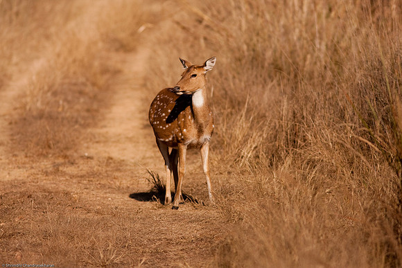 Axis Deer [Chital or Spotted Deer]