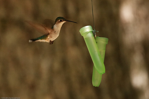 Ruby-throated hummingbird (Female)