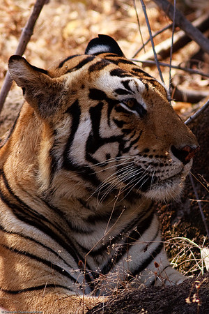 Royal Bengal Tiger - Resting