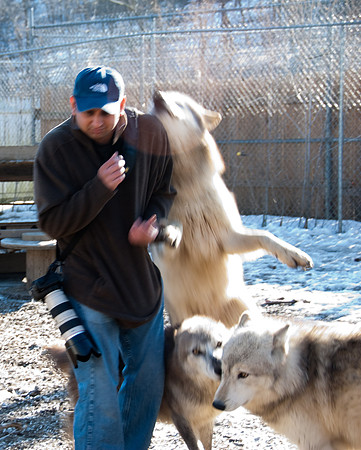 Playing with Wolves