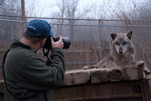 Playing with Wolves