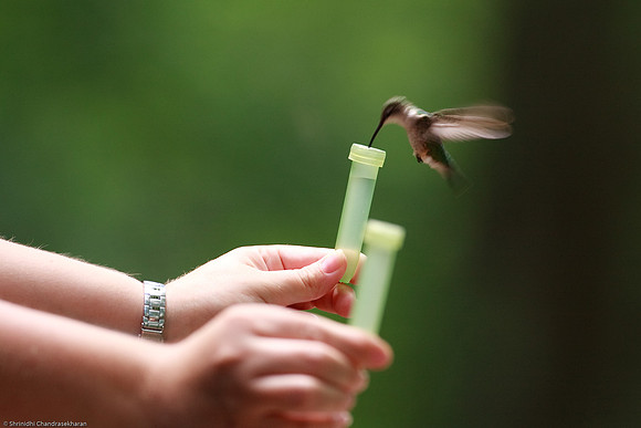 Ruby-throated hummingbird (Female)