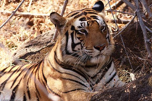 Royal Bengal Tiger