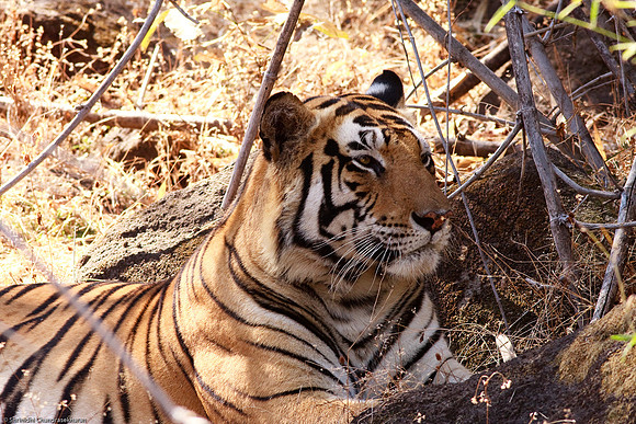 Royal Bengal Tiger