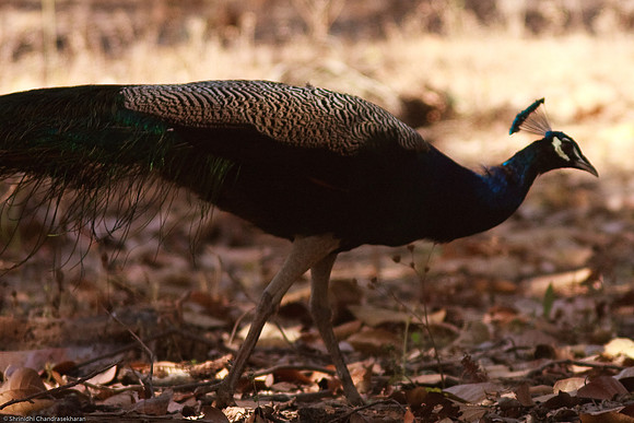 Peacock