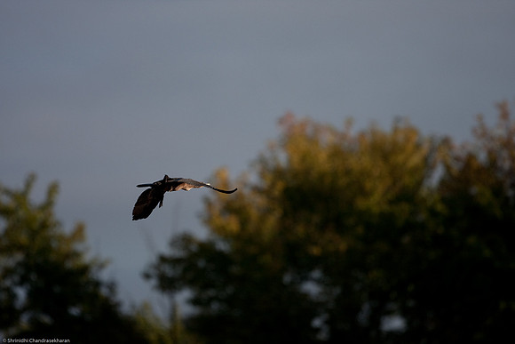 Double-crested Cormorant