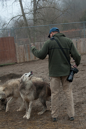 Playing with Wolves