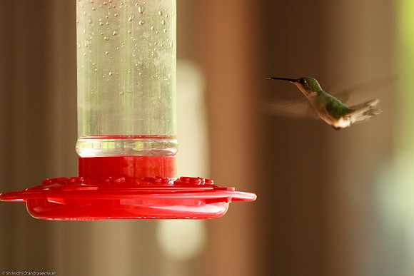 Ruby-throated hummingbird (Female)