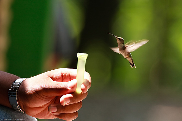 Ruby-throated hummingbird (Female)