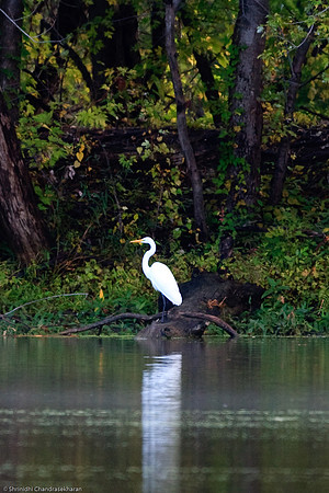 Great Egret